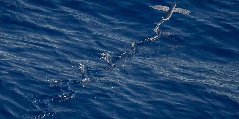 人工智能赋能个性化教育：自适应学习系统如何重塑职业发展、企业培训与学历提升