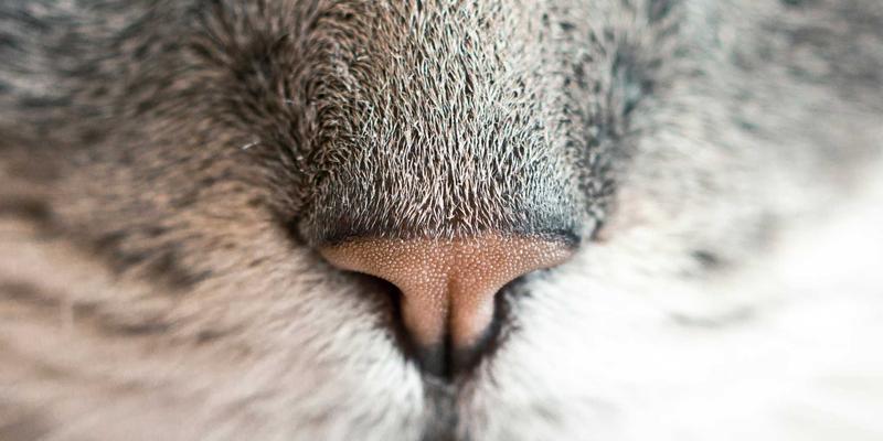 企业培训与职业发展新路径：以用户体验设计驱动学历提升服务流程优化